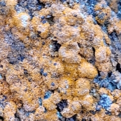 Unidentified Lichen at Lade Vale, NSW - 6 Aug 2022 by trevorpreston