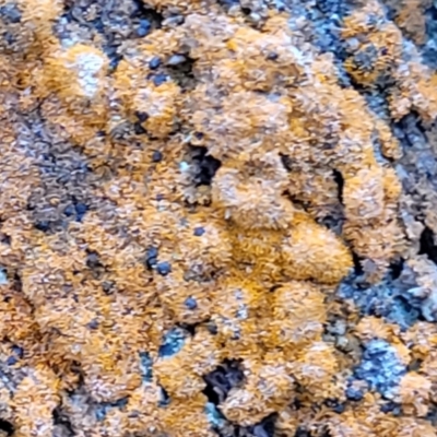 Unidentified Lichen at Mundoonen Nature Reserve - 6 Aug 2022 by trevorpreston