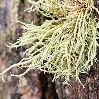 Usnea sp. (genus) (Bearded lichen) at Mundoonen Nature Reserve - 6 Aug 2022 by trevorpreston