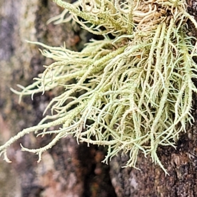 Usnea sp. (genus) (Bearded lichen) at Lade Vale, NSW - 6 Aug 2022 by trevorpreston