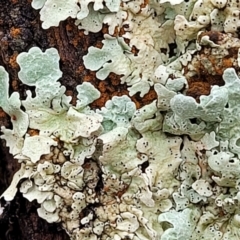 Parmeliaceae (family) at Lade Vale, NSW - 6 Aug 2022