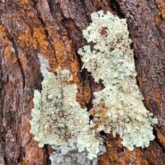 Parmeliaceae (family) at Lade Vale, NSW - 6 Aug 2022