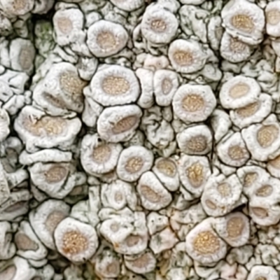 Lichen - crustose at Mundoonen Nature Reserve - 6 Aug 2022 by trevorpreston