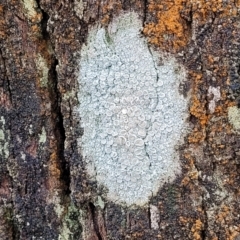 Lichen - crustose at Lade Vale, NSW - 6 Aug 2022 12:16 PM