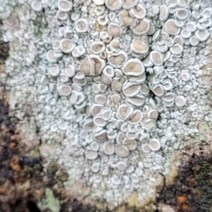 Lichen - crustose at Lade Vale, NSW - 6 Aug 2022 12:16 PM