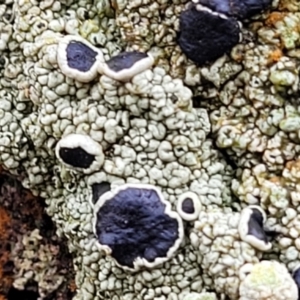 Lichen - crustose at Lade Vale, NSW - 6 Aug 2022