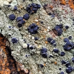 Lichen - crustose at Lade Vale, NSW - 6 Aug 2022