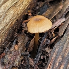 Mycena sp. (Mycena) at Mundoonen Nature Reserve - 6 Aug 2022 by trevorpreston