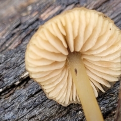 Mycena sp. at Mundoonen Nature Reserve - 6 Aug 2022