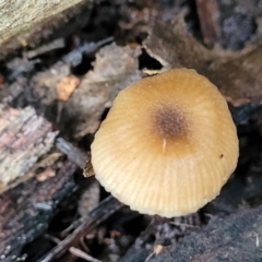 Mycena sp. at Mundoonen Nature Reserve - 6 Aug 2022 12:00 PM