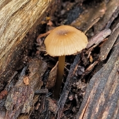 Mycena sp. at Mundoonen Nature Reserve - 6 Aug 2022