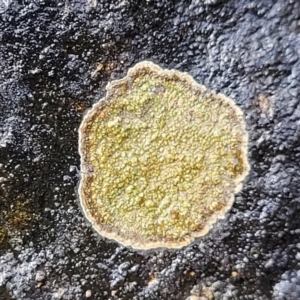 Lichen - crustose at Lade Vale, NSW - 6 Aug 2022