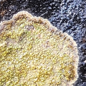 Lichen - crustose at Lade Vale, NSW - 6 Aug 2022