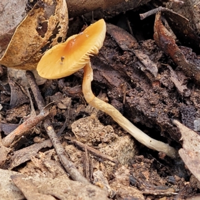 Unidentified Cap on a stem; gills below cap [mushrooms or mushroom-like] at Mundoonen Nature Reserve - 6 Aug 2022 by trevorpreston