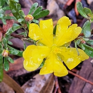 Hibbertia obtusifolia at Lade Vale, NSW - 6 Aug 2022