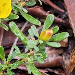 Hibbertia obtusifolia at Lade Vale, NSW - 6 Aug 2022