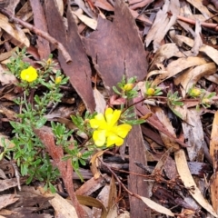 Hibbertia obtusifolia at Lade Vale, NSW - 6 Aug 2022