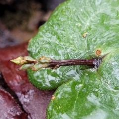 Acianthus sp. (Mayflower Orchid) at Manton, NSW - 6 Aug 2022 by trevorpreston