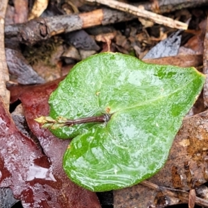 Acianthus sp. at Manton, NSW - 6 Aug 2022