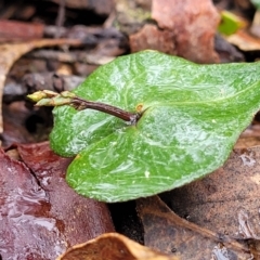 Acianthus collinus at Mundoonen Nature Reserve - 6 Aug 2022