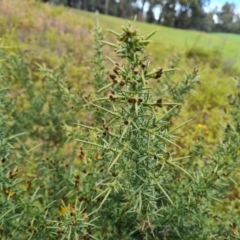 Ulex europaeus at Capital Hill, ACT - 6 Aug 2022 02:08 PM