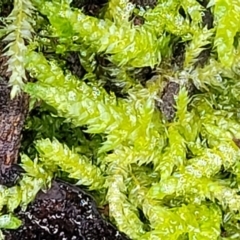 Unidentified Moss, Liverwort or Hornwort at Manton, NSW - 6 Aug 2022 by trevorpreston