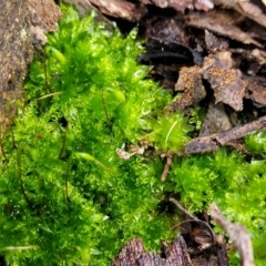 Syntrichia sp. (genus) at Manton, NSW - 6 Aug 2022 11:49 AM