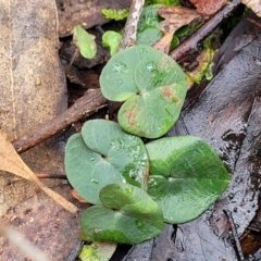 Acianthus sp. (Mayflower Orchid) at Manton, NSW - 6 Aug 2022 by trevorpreston