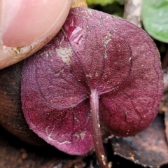 Acianthus collinus at Mundoonen Nature Reserve - suppressed