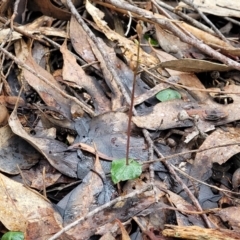 Acianthus sp. at Manton, NSW - 6 Aug 2022