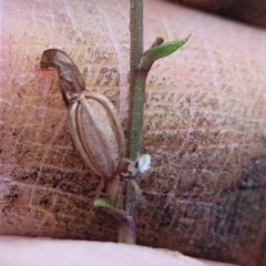 Acianthus sp. at Manton, NSW - 6 Aug 2022