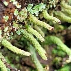 Cladonia sp. (genus) (Cup Lichen) at Mundoonen Nature Reserve - 6 Aug 2022 by trevorpreston