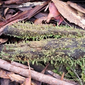 Cladonia sp. (genus) at Manton, NSW - 6 Aug 2022 11:45 AM