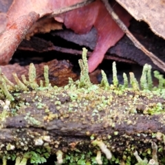 Cladonia sp. (genus) at Manton, NSW - 6 Aug 2022 11:45 AM