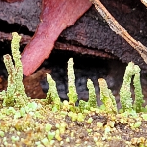 Cladonia sp. (genus) at Manton, NSW - 6 Aug 2022 11:45 AM