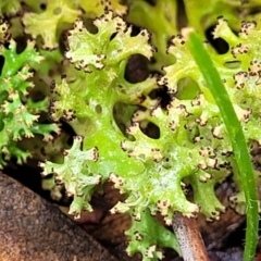 Cladia sp. (genus) at Mundoonen Nature Reserve - 6 Aug 2022 by trevorpreston