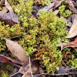 Cladia sp. (genus) at Manton, NSW - 6 Aug 2022