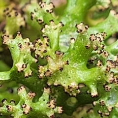 Cladia sp. (genus) at Manton, NSW - 6 Aug 2022