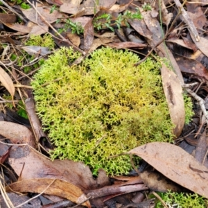 Cladia aggregata at Manton, NSW - 6 Aug 2022