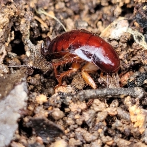 Blattidae sp. (family) at Manton, NSW - 6 Aug 2022 11:40 AM