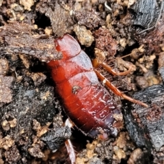 Blattidae sp. (family) at Manton, NSW - 6 Aug 2022