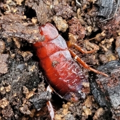 Blattidae sp. (family) at Manton, NSW - 6 Aug 2022 11:40 AM