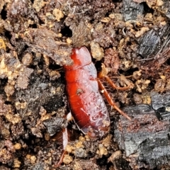 Blattidae sp. (family) at Manton, NSW - 6 Aug 2022