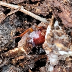 Blattidae sp. (family) at Manton, NSW - 6 Aug 2022 11:40 AM