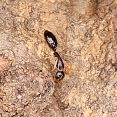 Camponotus claripes at Lade Vale, NSW - 6 Aug 2022