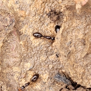 Camponotus claripes at Lade Vale, NSW - 6 Aug 2022 11:36 AM