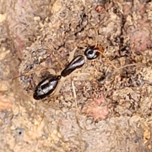 Camponotus claripes at Lade Vale, NSW - 6 Aug 2022