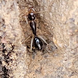 Camponotus claripes at Lade Vale, NSW - 6 Aug 2022 11:36 AM