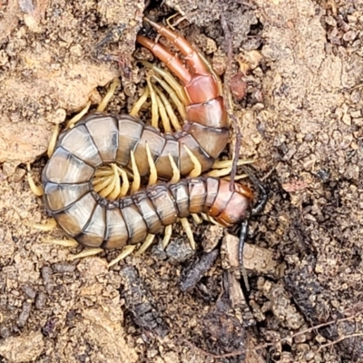 Cormocephalus aurantiipes (Orange-legged Centipede) at Lade Vale, NSW - 6 Aug 2022 by trevorpreston