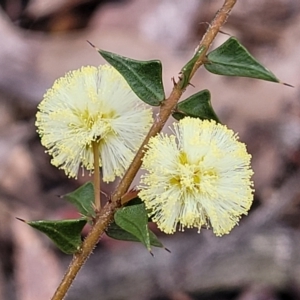 Acacia gunnii at Lade Vale, NSW - 6 Aug 2022